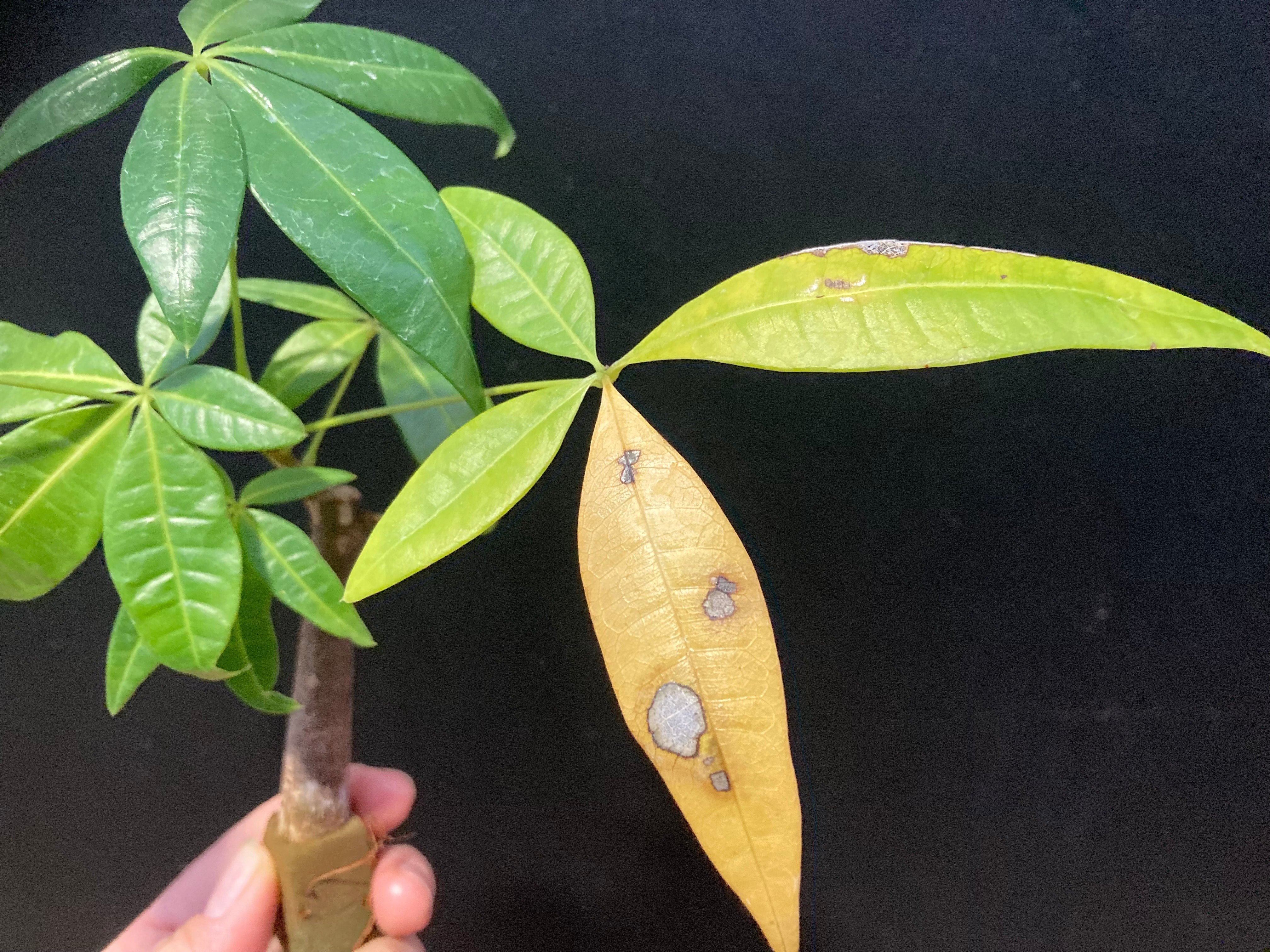 観葉 植物 葉 が 黄色く なる