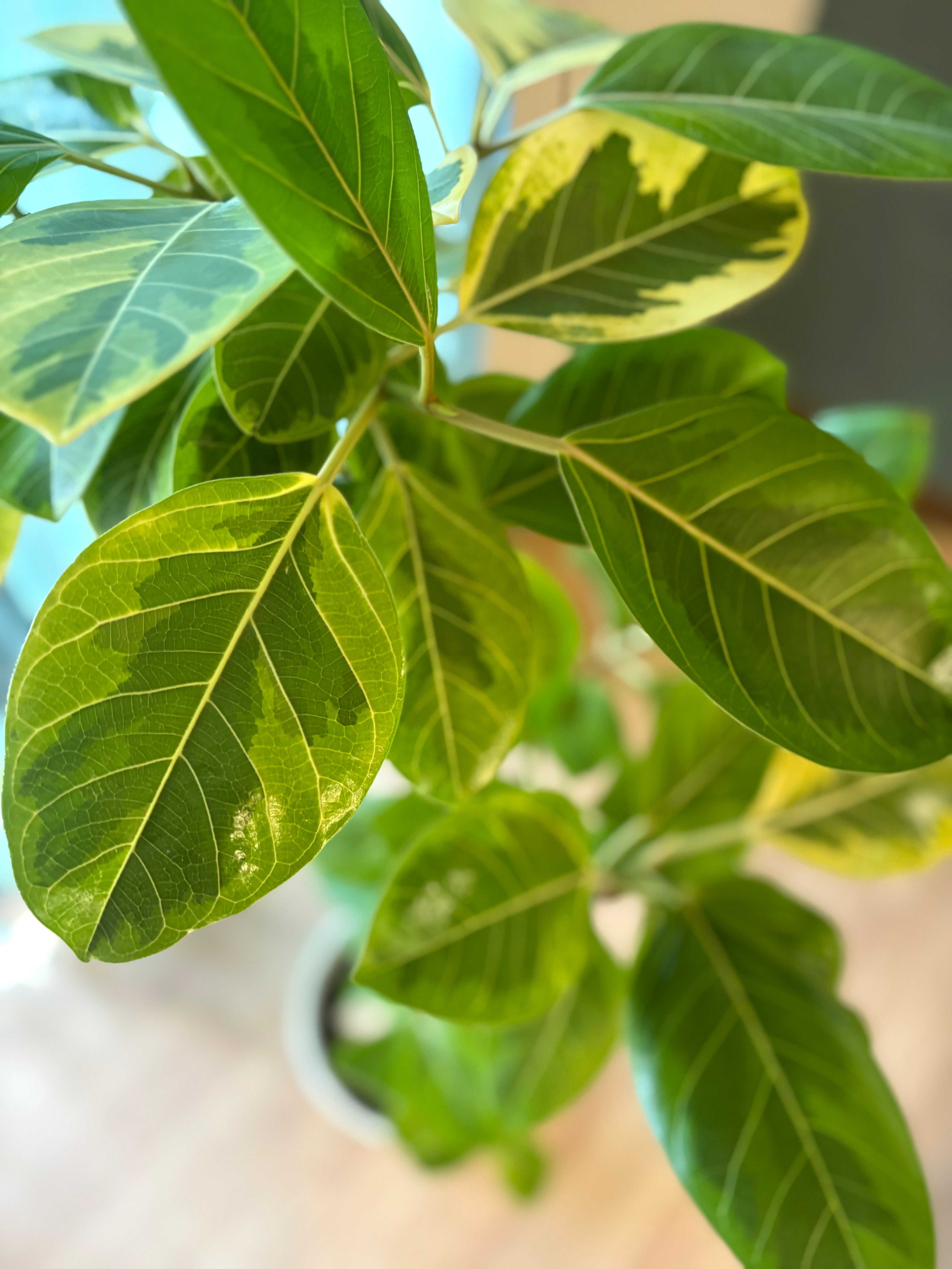 ゴムの木のご紹介 – みずどり