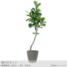 画像をギャラリービューアに読み込む, ●フィカス リラータ バンビーノ 鉢直径28㎝