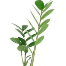 画像をギャラリービューアに読み込む, ●ザミオクルカス 鉢直径15㎝