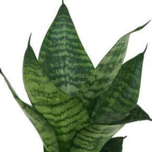 画像をギャラリービューアに読み込む, ●サンスベリア ゼラニカ 鉢直径15㎝