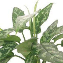 画像をギャラリービューアに読み込む, ●アグラオネマ 鉢直径15㎝