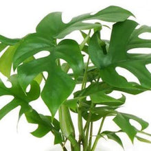 画像をギャラリービューアに読み込む, ●ヒメモンステラ 鉢直径13㎝