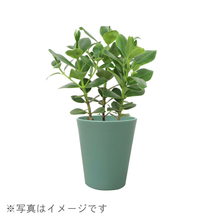 画像をギャラリービューアに読み込む, ●サンスベリア ゼラニカ 鉢直径15㎝