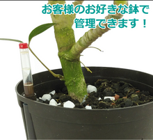 画像をギャラリービューアに読み込む, ●ツピタンサス 鉢直径28㎝