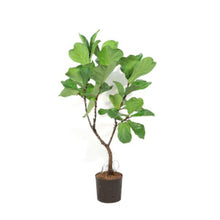 画像をギャラリービューアに読み込む, ●フィカス リラータ バンビーノ 鉢直径28㎝