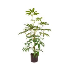 画像をギャラリービューアに読み込む, ●ツピタンサス 鉢直径22㎝