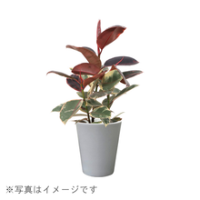 画像をギャラリービューアに読み込む, ●サンスベリア ゼラニカ 鉢直径15㎝