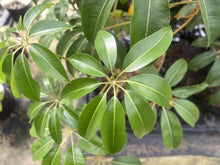 画像をギャラリービューアに読み込む, ●ツピタンサス 鉢直径22㎝