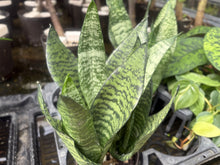 画像をギャラリービューアに読み込む, ●サンスベリア ゼラニカ 鉢直径15㎝