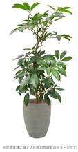 画像をギャラリービューアに読み込む, ●ツピタンサス 鉢直径22㎝