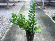 画像をギャラリービューアに読み込む, ●ザミオクルカス 鉢直径15㎝