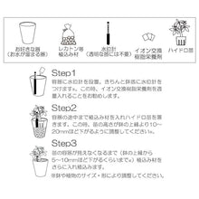 画像をギャラリービューアに読み込む, ●オキシカルディウム 鉢直径7cm