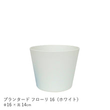 画像をギャラリービューアに読み込む, ●ザミオクルカス 鉢直径13㎝