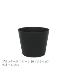 画像をギャラリービューアに読み込む, ●ヒメモンステラ 鉢直径13㎝