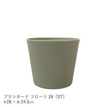 画像をギャラリービューアに読み込む, ●フィカス リラータ バンビーノ 鉢直径28㎝