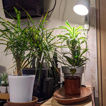 画像をギャラリービューアに読み込む, 植物育成用ライト LPL05WB 2個セット