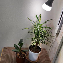 画像をギャラリービューアに読み込む, 植物育成用ライト LPL05WB 2個セット