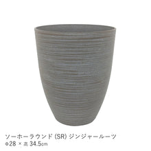 画像をギャラリービューアに読み込む, ●フィカス リラータ バンビーノ 鉢直径28㎝