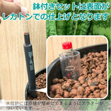 画像をギャラリービューアに読み込む, ●フィカス リラータ バンビーノ 鉢直径28㎝