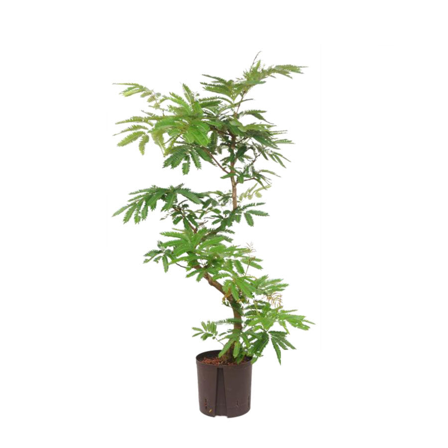 ●エバーフレッシュ　鉢直径22cm
