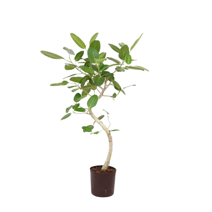 フィカス ベンガレンシス – みずどり