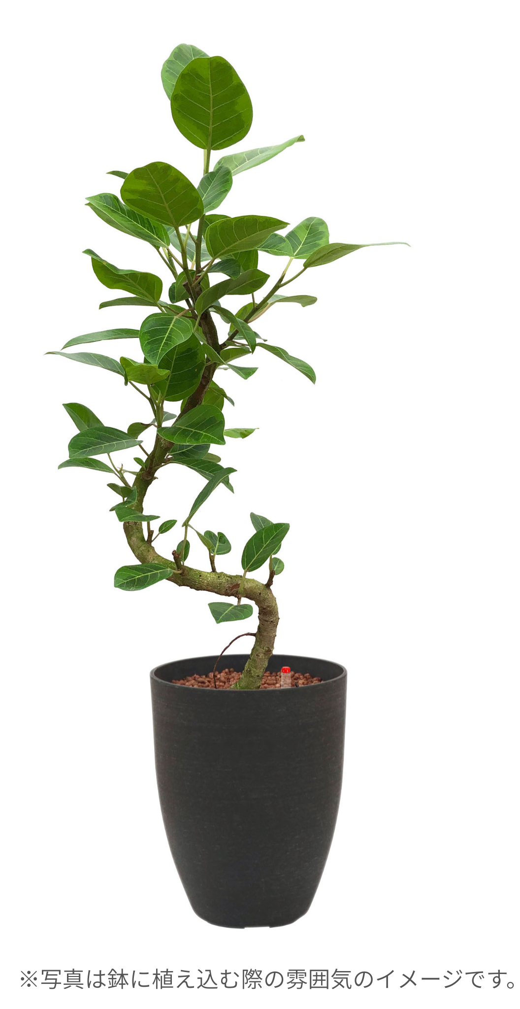 ○フィカス アルテシマ 鉢直径22㎝ – みずどり