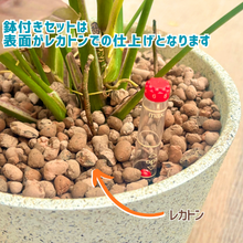 画像をギャラリービューアに読み込む, ●ツピタンサス　鉢直径22㎝
