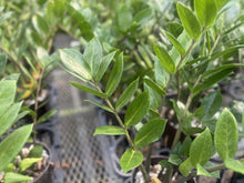 画像をギャラリービューアに読み込む, ●ザミオクルカス　鉢直径15㎝
