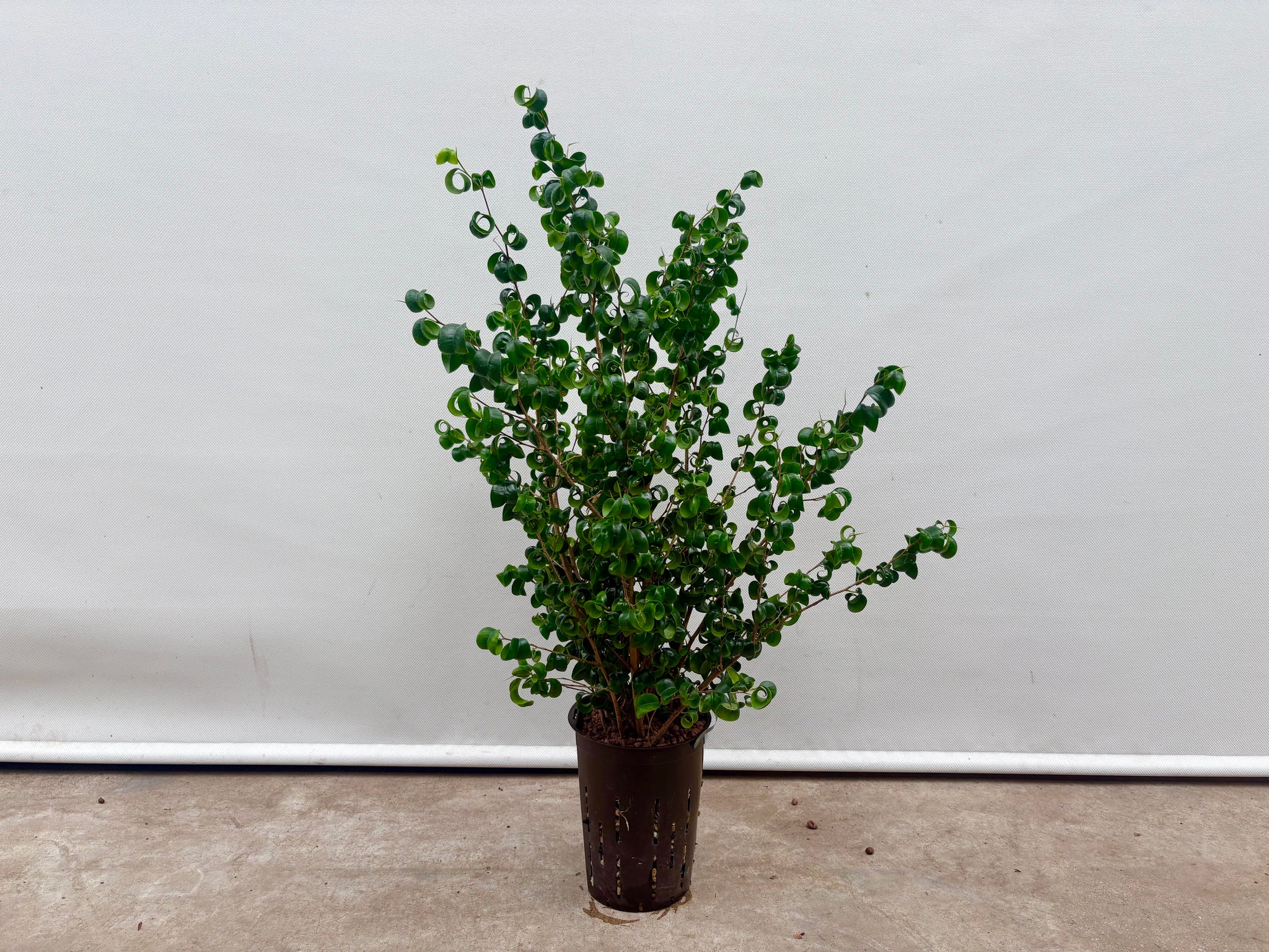 フィカス ベンジャミン バロック 鉢直径15㎝ – みずどり