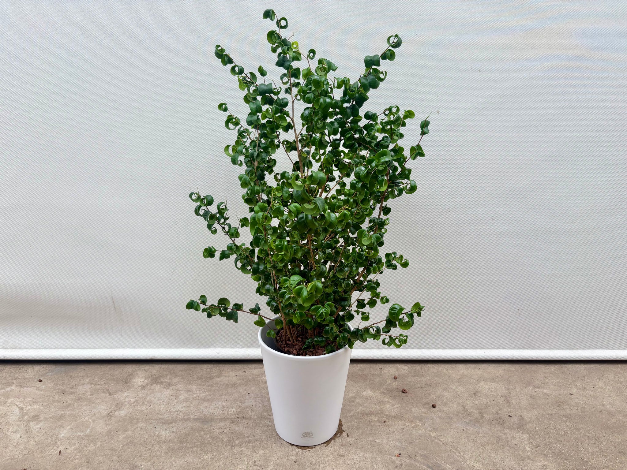 手渡しのみ フィカス ベンジャミン バロック 190cm 太幹 手渡しのみ フィカス ベンジャミン バロック 190cm 太幹