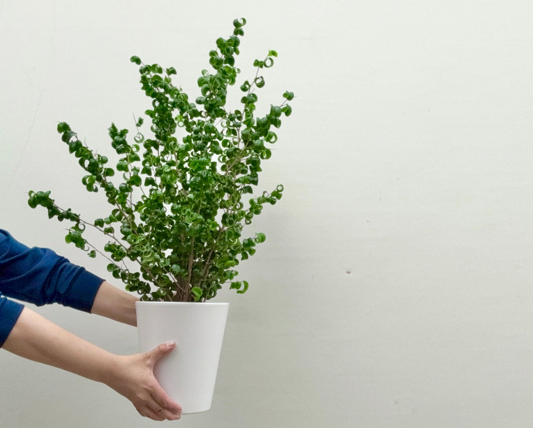 フィカス ベンジャミン バロック 鉢直径15㎝ – みずどり