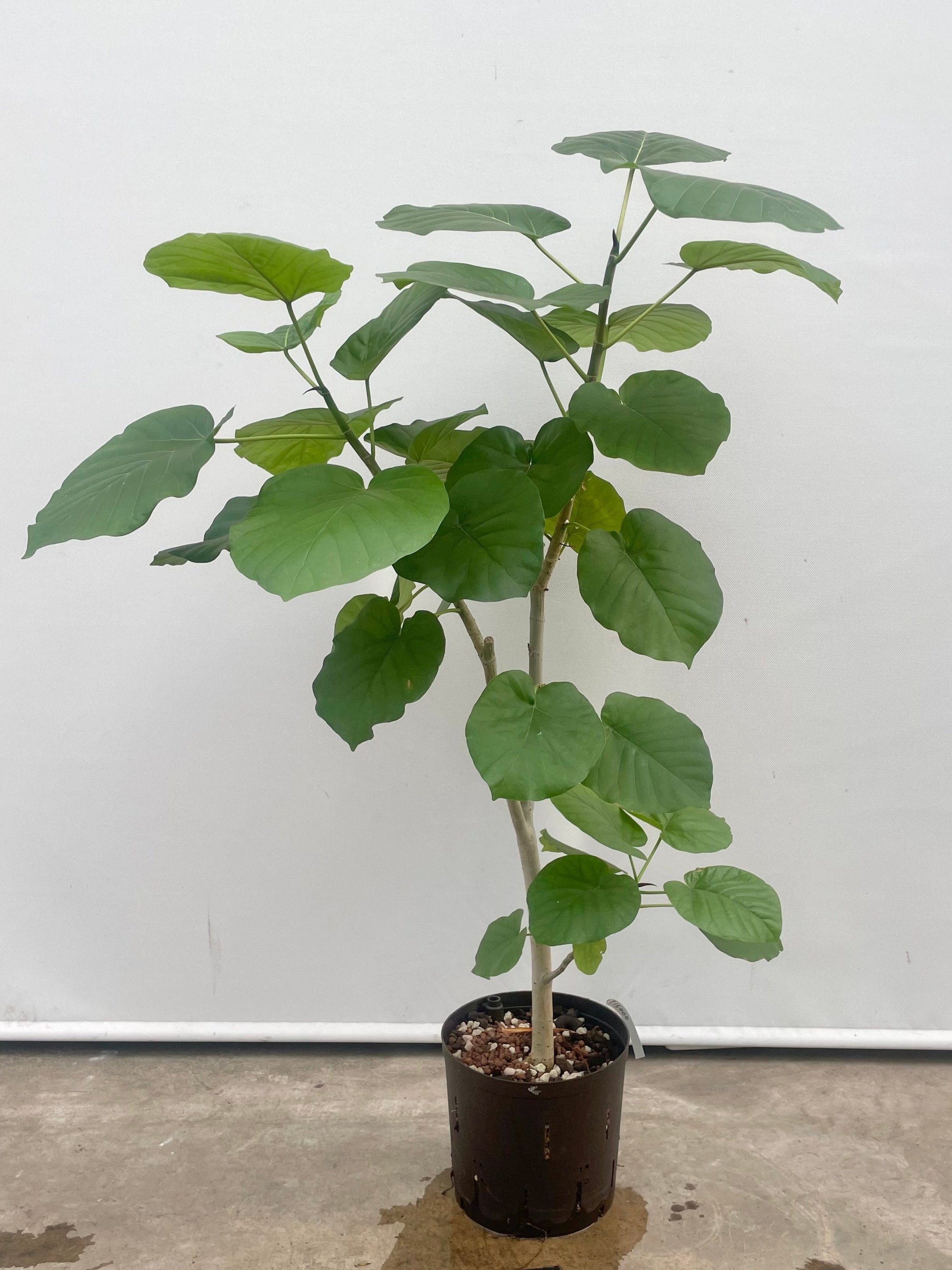 植物（大鉢） – みずどり