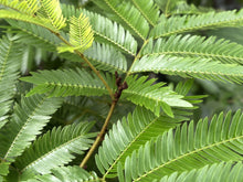 画像をギャラリービューアに読み込む, ●エバーフレッシュ　鉢直径22cm
