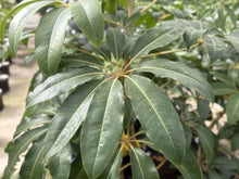 画像をギャラリービューアに読み込む, ●ツピタンサス　鉢直径22㎝
