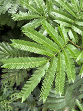 画像をギャラリービューアに読み込む, ●エバーフレッシュ　鉢直径22cm
