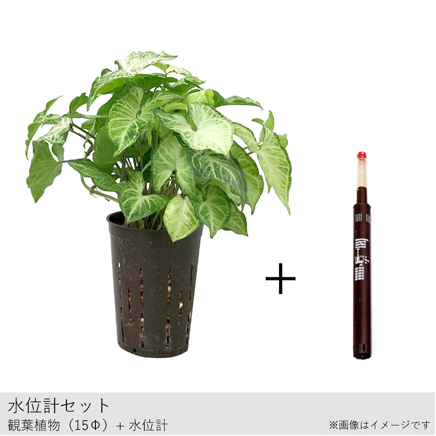 シンゴニウム ホワイトバタフライ 鉢直径15cm – みずどり シンゴニウム ホワイトバタフライ 鉢直径15cm – みずどり