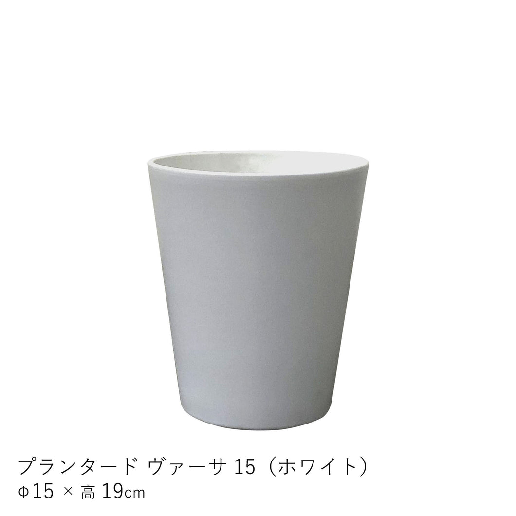 ●サンスベリア　ムーンシャイン　鉢直径15㎝