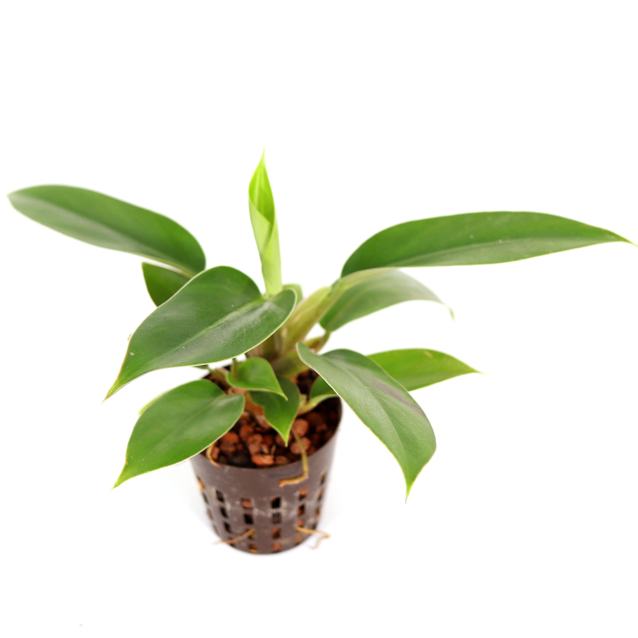 フィロデンドロン インペリアルグリーン 鉢直径7cm – みずどり