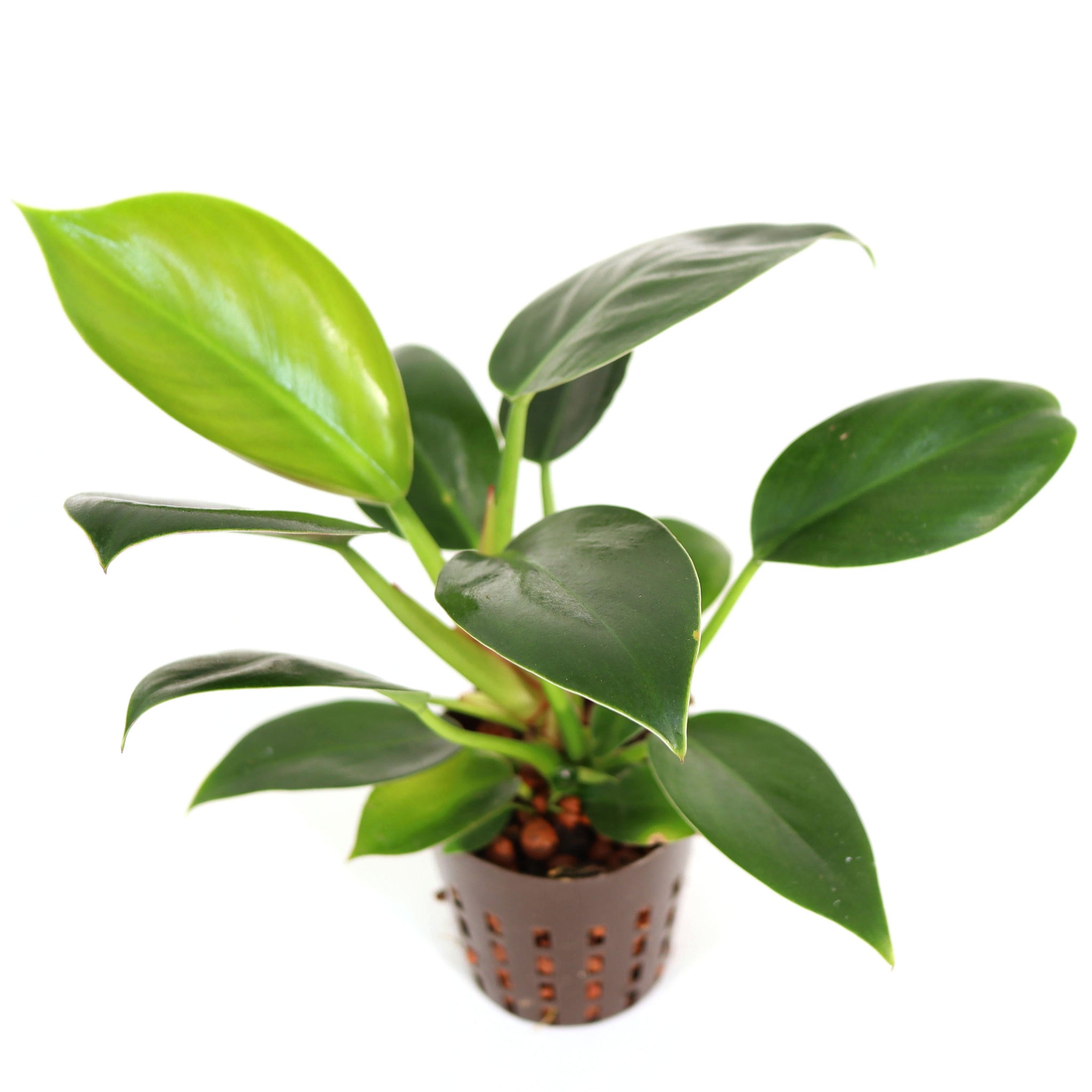 philodendoroncelebrationフィロデンドロンセレブレーション philodendoroncelebrationフィロデンドロンセレブレーション