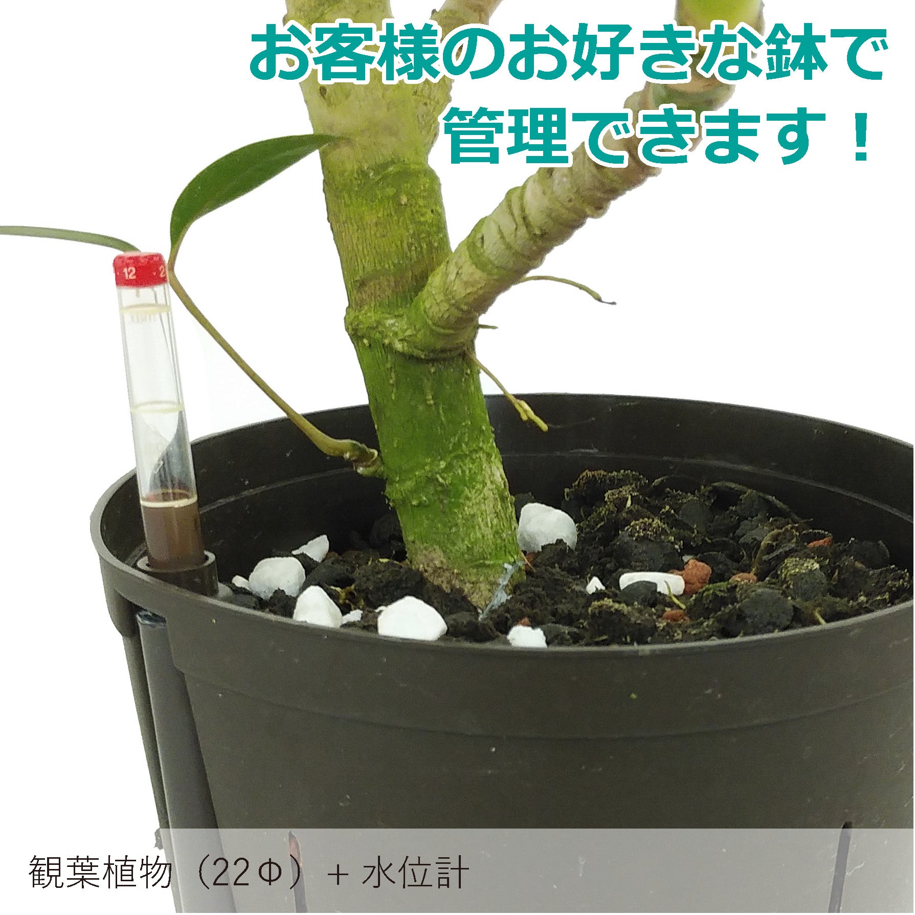 ○フィカス アルテシマ 鉢直径22㎝ – みずどり